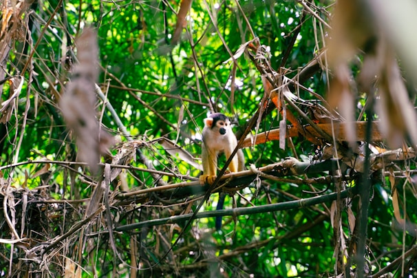 Close-up of a small monkey swinging energetically from one vine to another in dense jungle foliage.