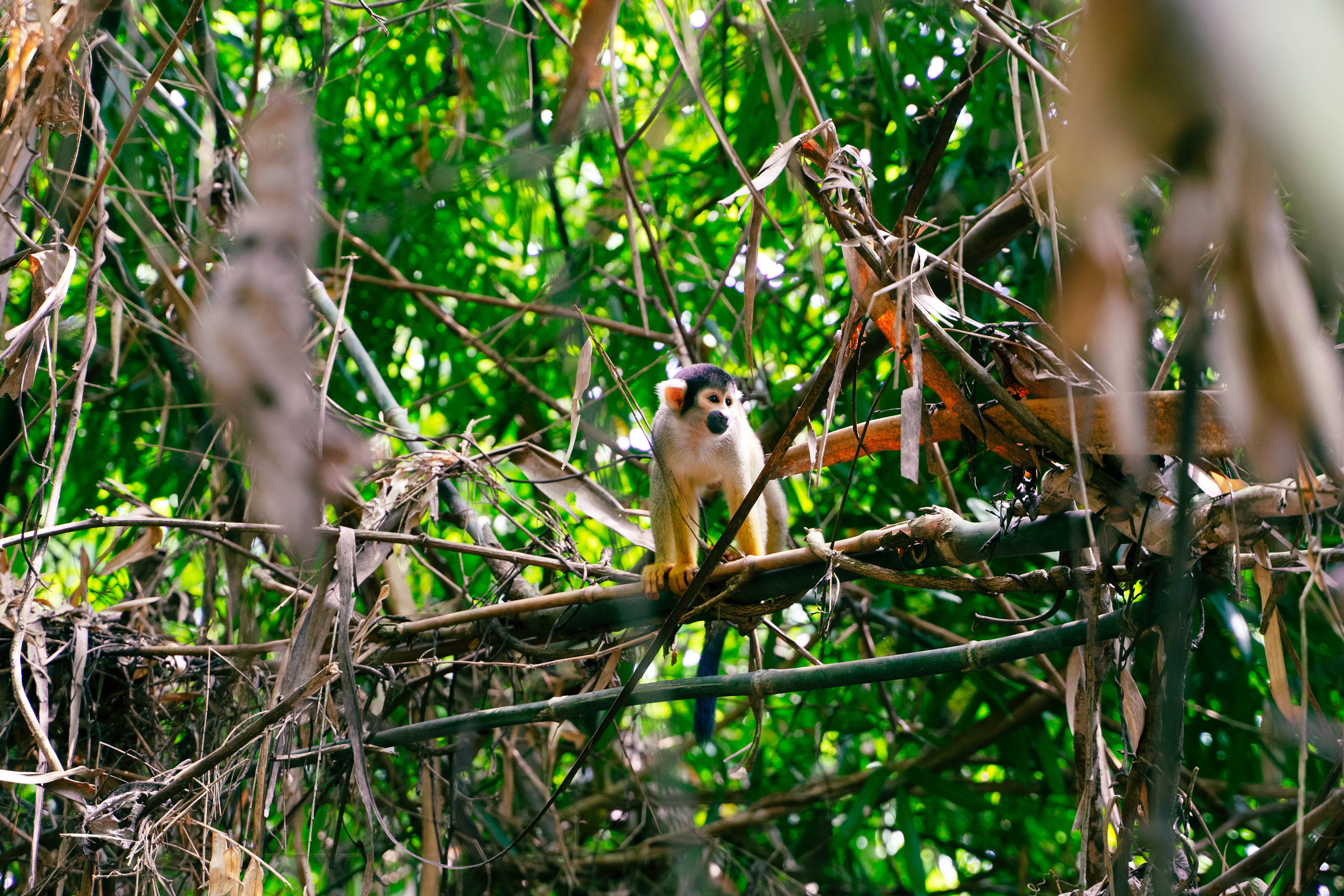 A squirrel monkey on a branch in Tambopata, Peru