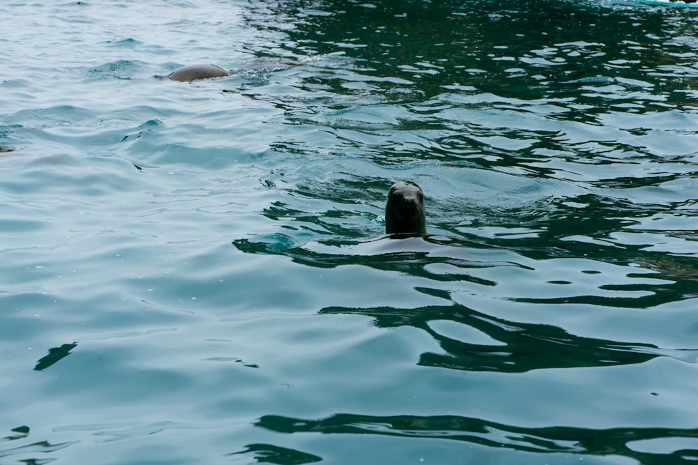 Un pato nadando en un cuerpo de agua