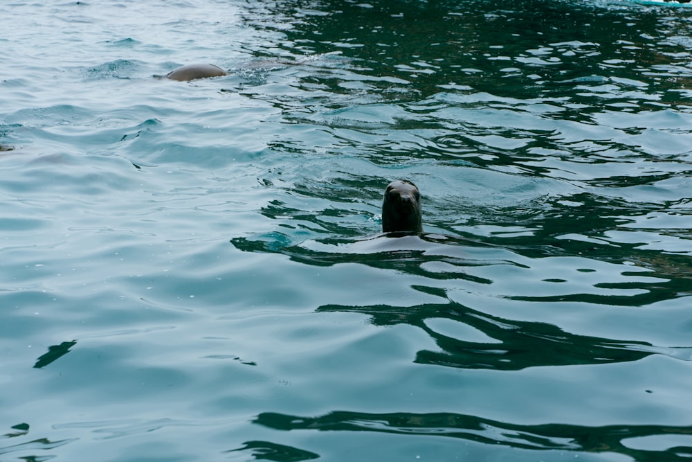 eine Ente, die in einem Gewässer schwimmt