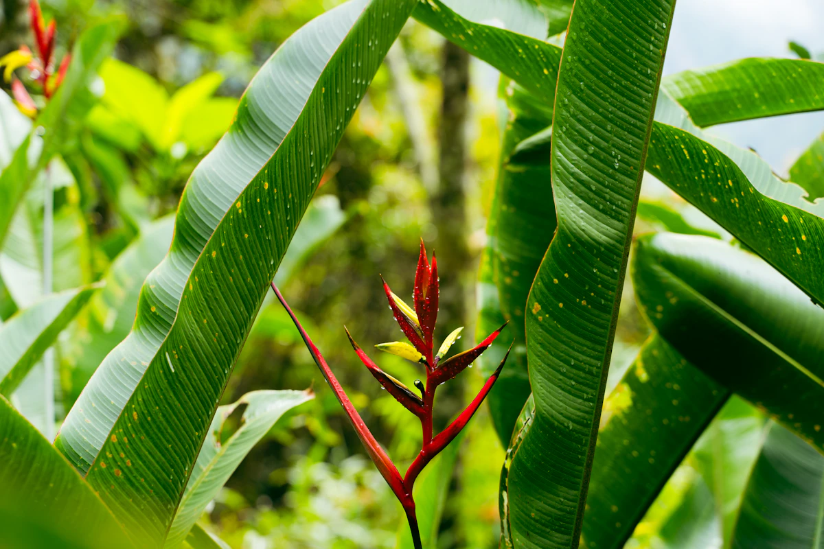 Heliconia Lobster Claw India — Tropical Exotic Flower Complete Guide