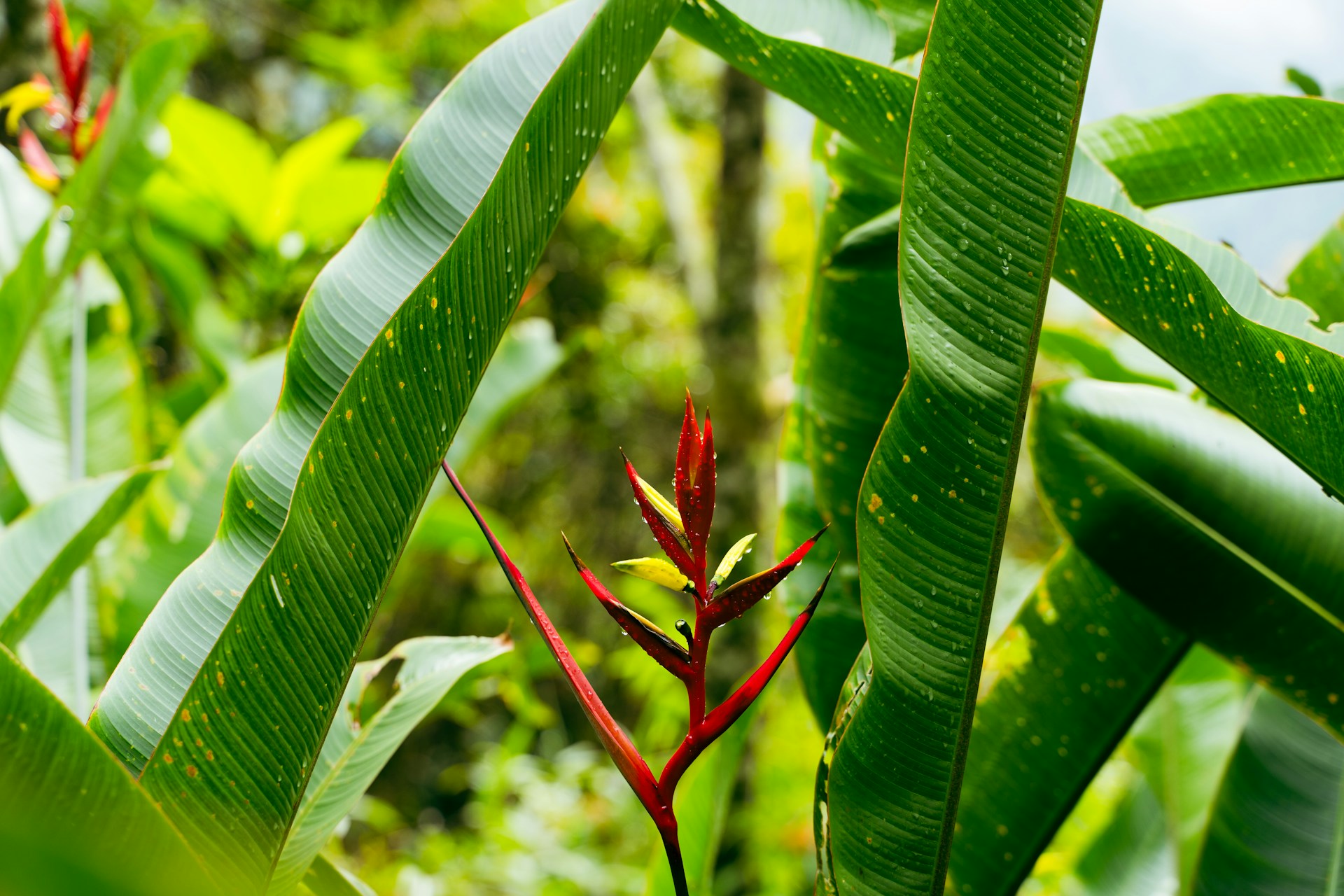 An artistic close-up of vibrant tropical flowers, symbolizing the rich colors and life Igor embraced in his new paradise.