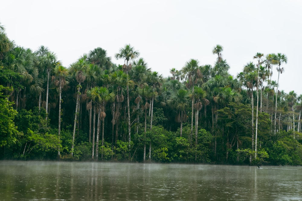 a body of water surrounded by palm trees