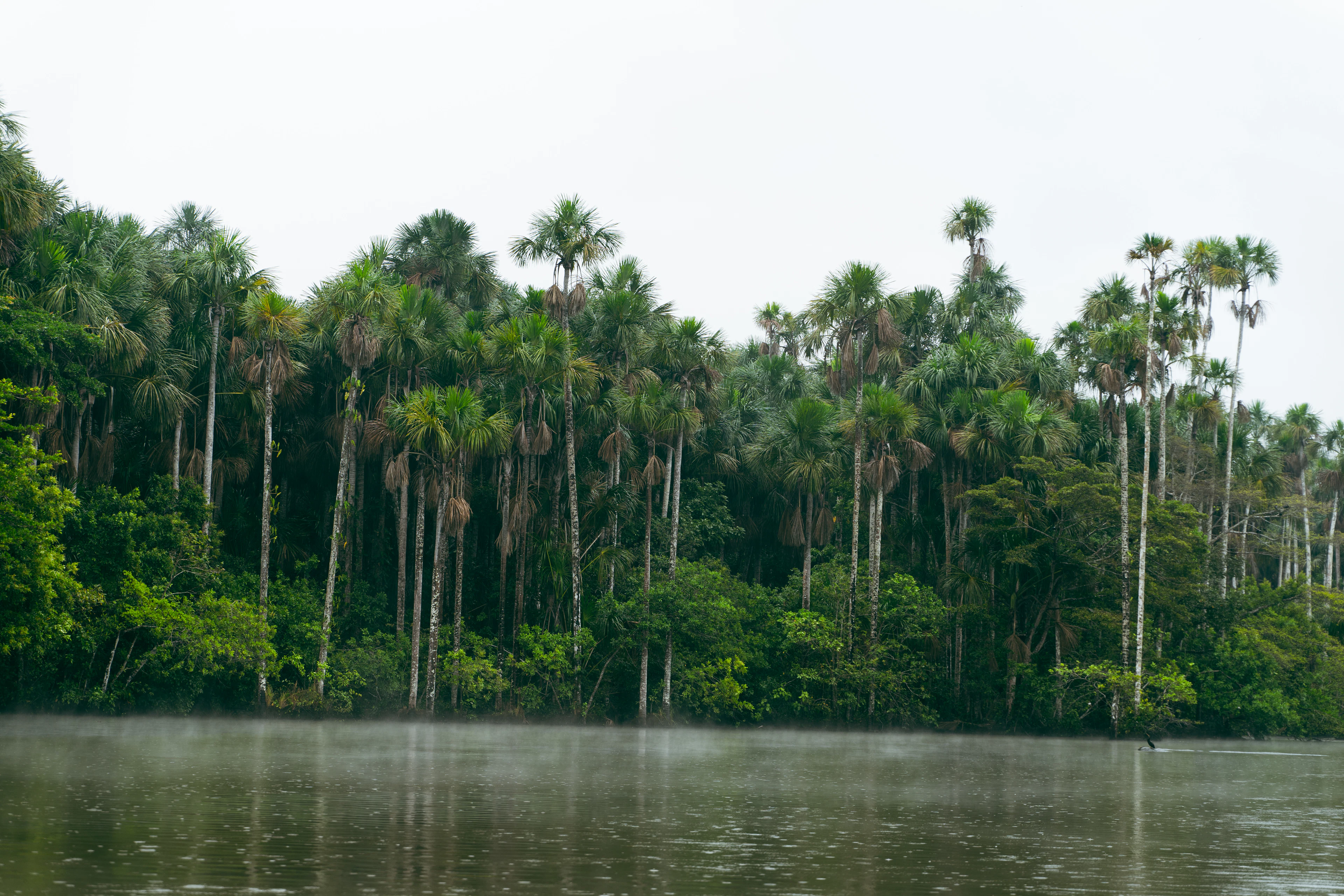 A wall of palms and rainforest beside a still lake in the Peruvian Amazon