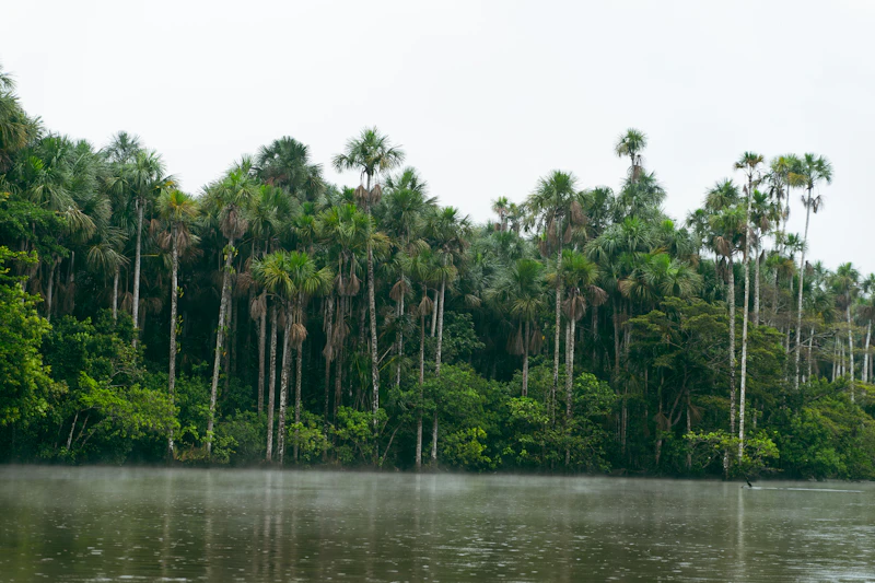 Best Rainy Day Activities in Iquitos When the Weather Turns