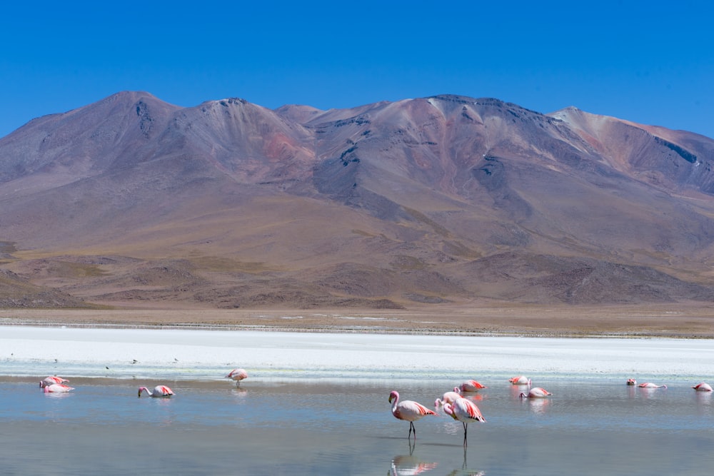 un grupo de flamencos parados en un lago con montañas en el fondo