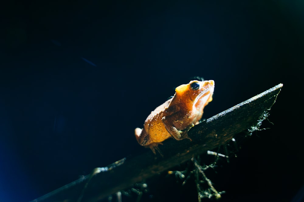 una pequeña rana naranja y negra sentada en una rama