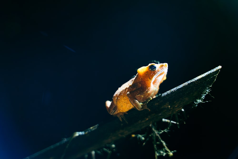 a small orange and black frog sitting on a branch