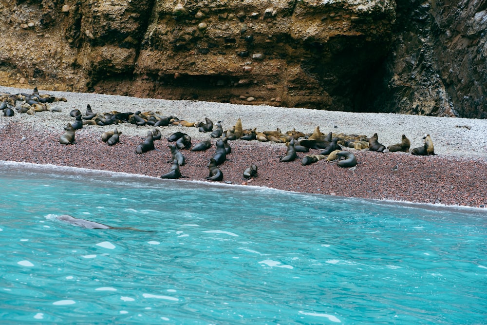 a flock of seagulls sitting on a beach next to a body of water