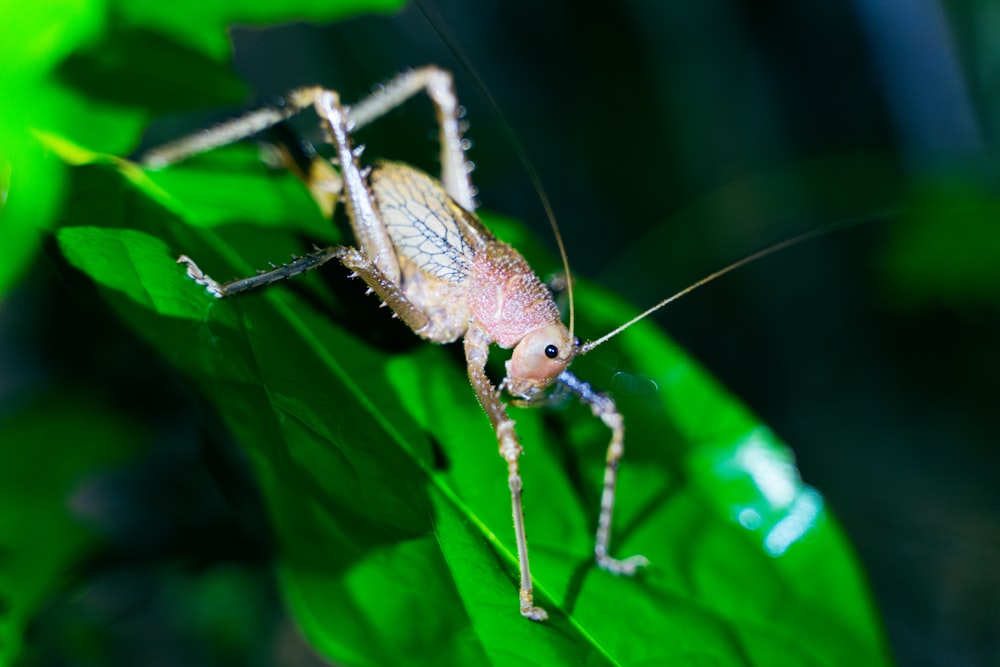 Un primer plano de un insecto en una hoja