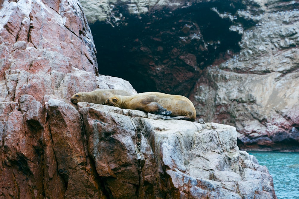 a couple of animals that are laying on some rocks