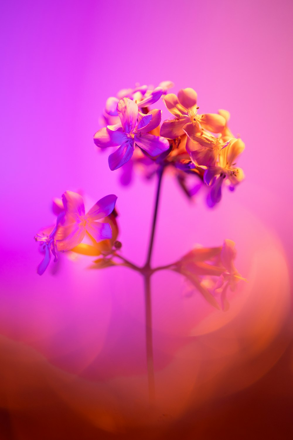 背景がぼやけた花の接写