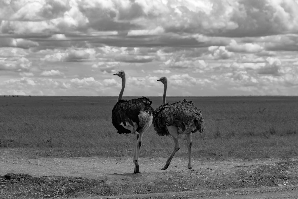two ostriches walking across a dirt road