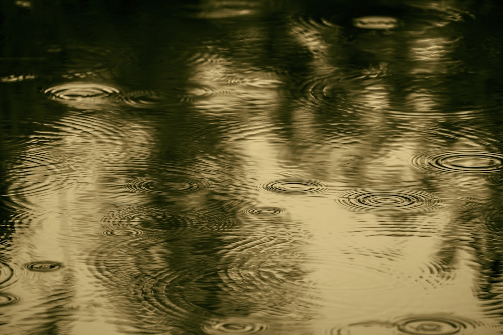 a group of trees reflected in a puddle of water