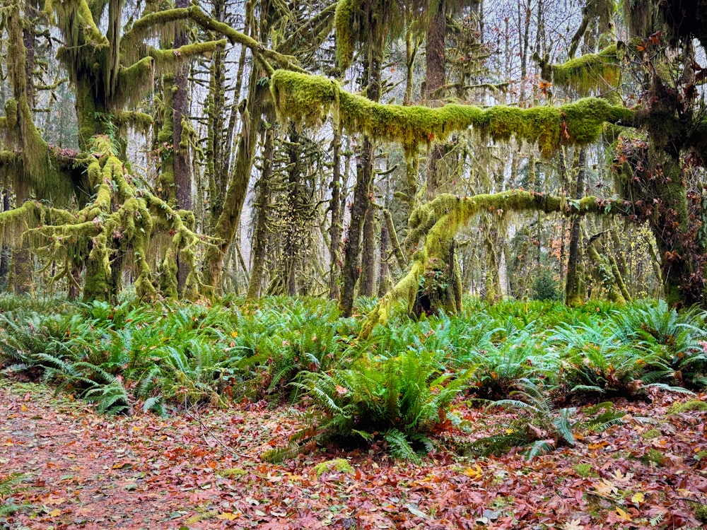 a forest filled with lots of trees covered in moss