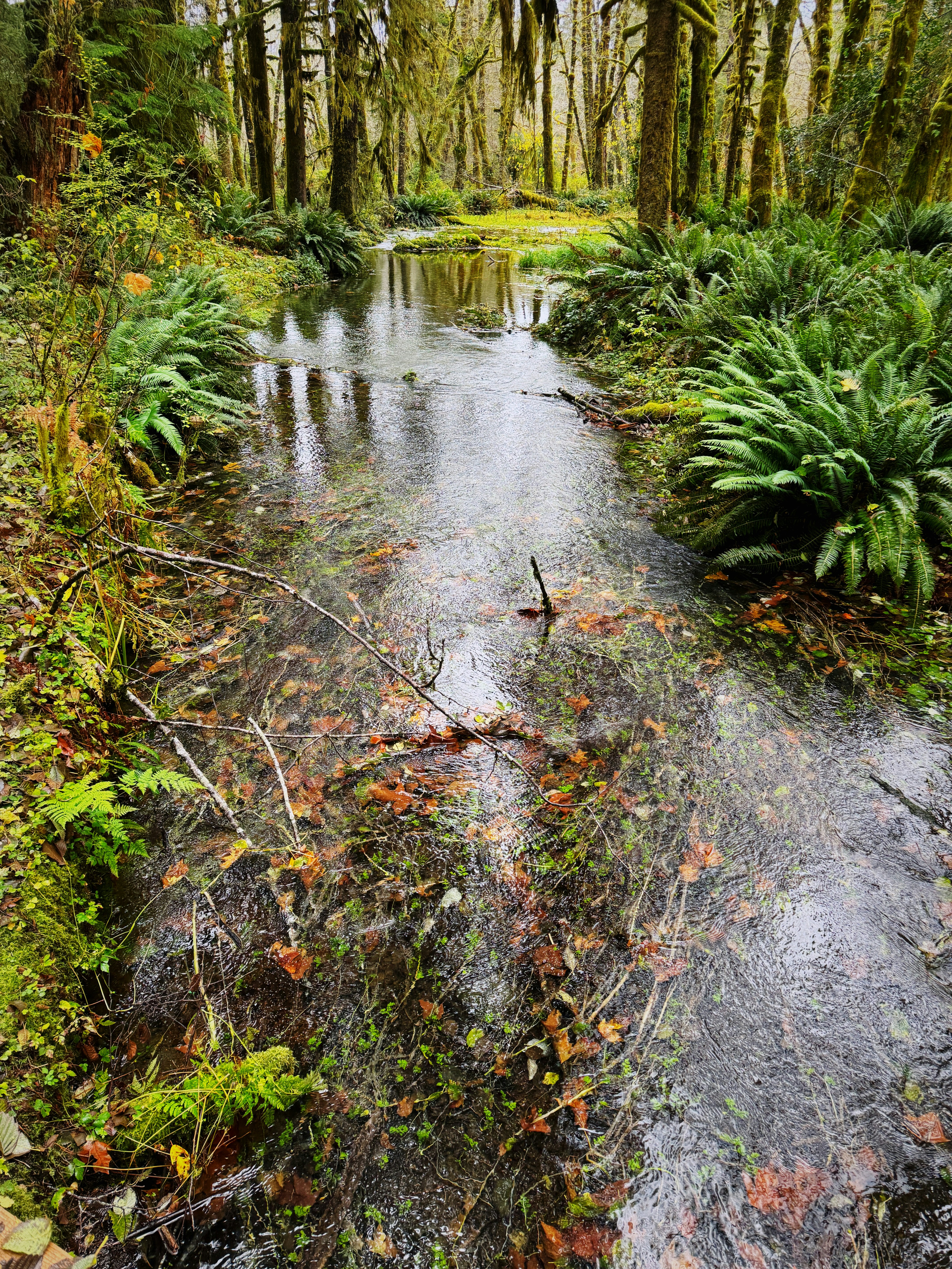 A stream running through a lush green forest