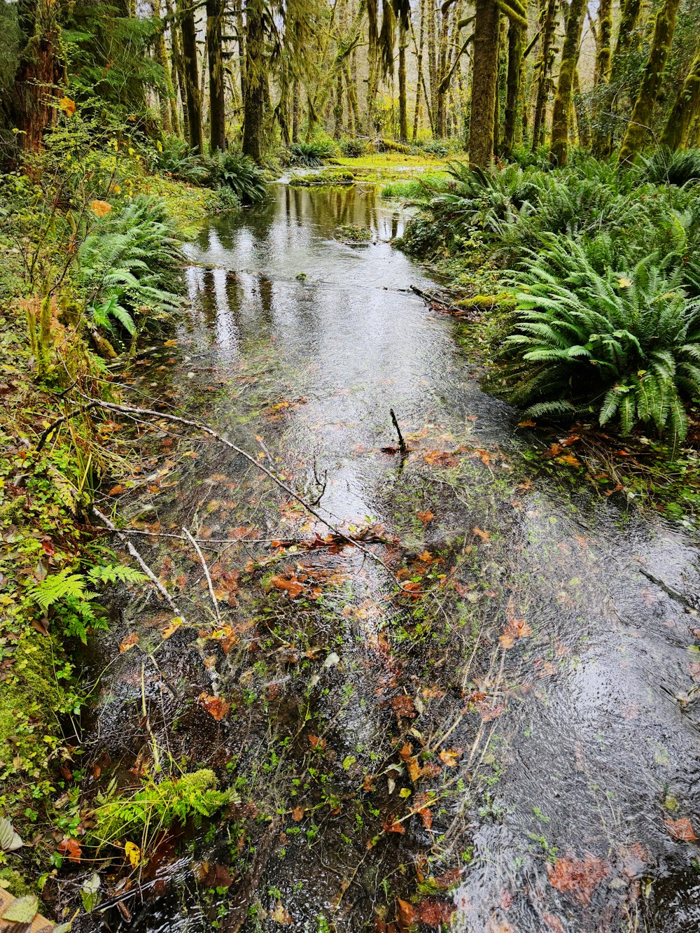 a stream running through a lush green forest