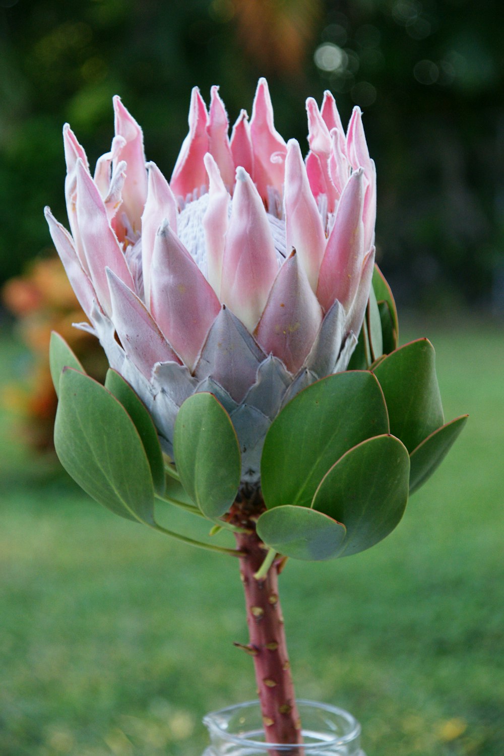 a pink and white flower in a glass vase