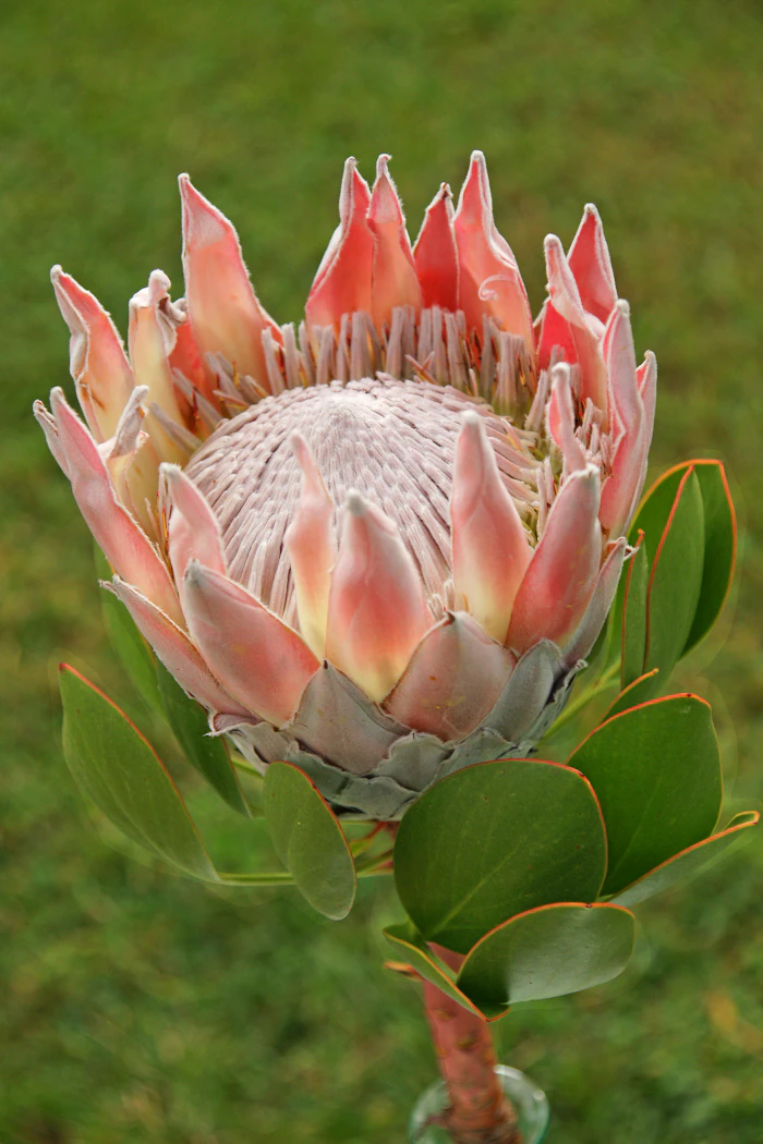florist durban - protea and foliage bouquet