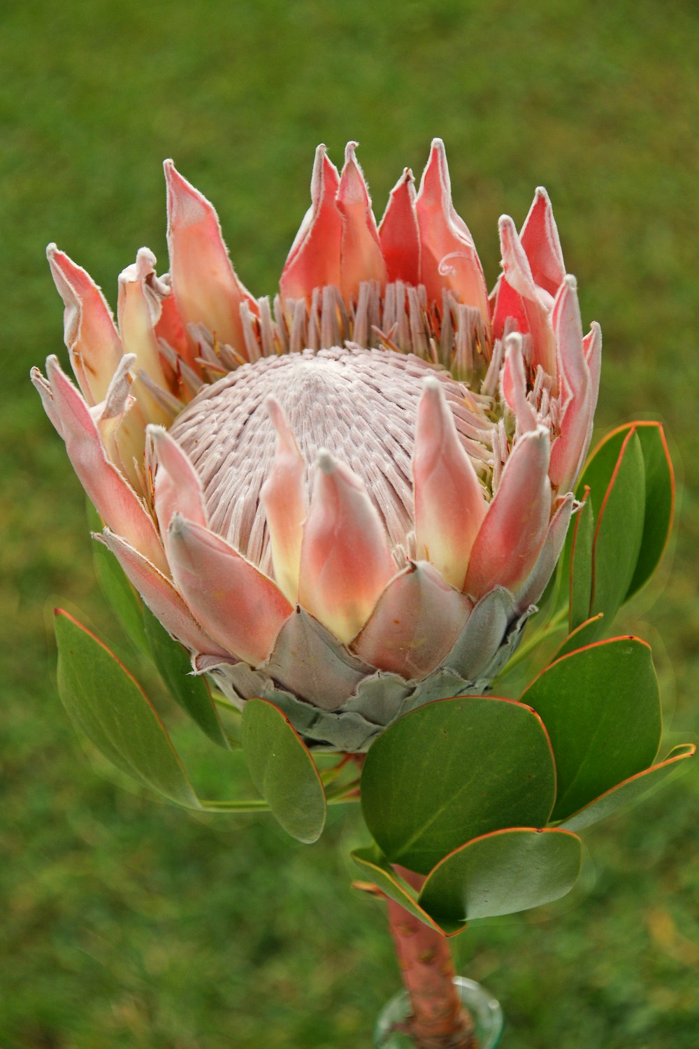 a pink flower with green leaves in a vase