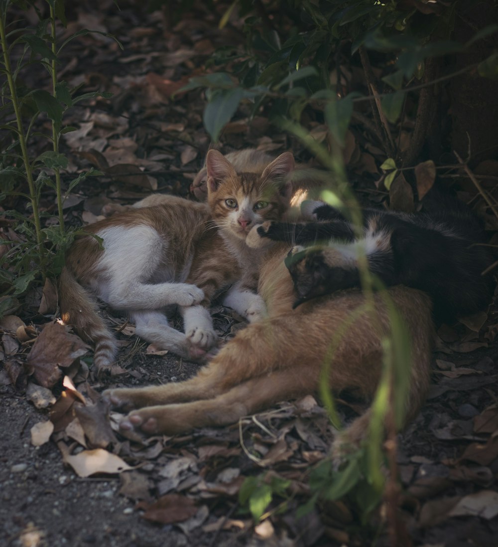 a couple of cats laying on top of a pile of leaves