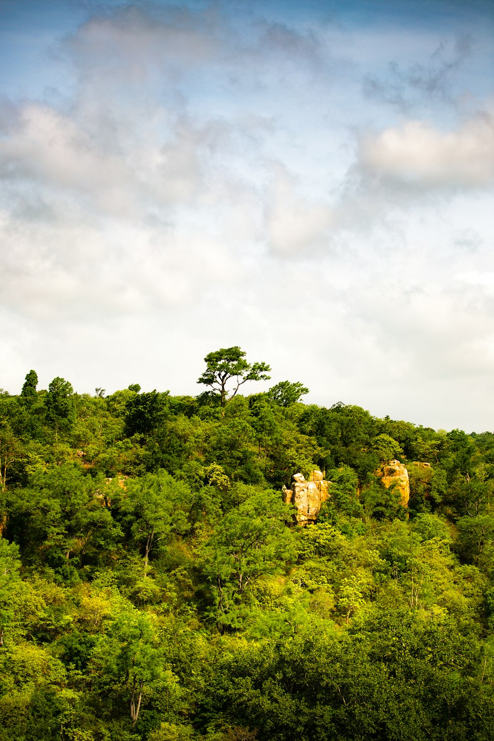 a lush green hillside covered in lots of trees