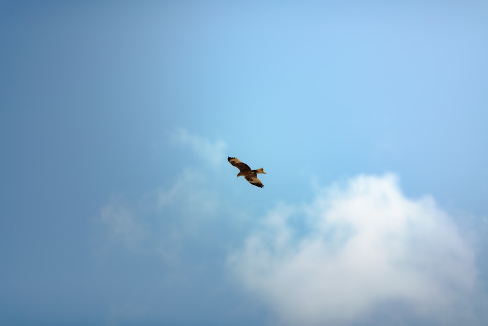 a bird flying high up in the sky