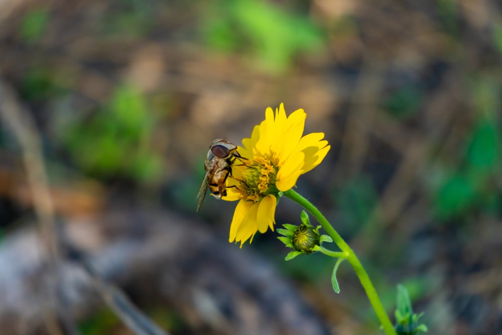 a bee is sitting on a yellow flower