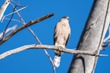 A hawk perched on a bare tree branch against a bright blue sky. The bird's feathers are brown with white spots, and its sharp eyes are looking into the distance. The dry, grey branches create a stark contrast with the vibrant sky.