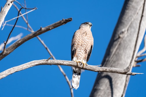 A hawk perched on a bare tree branch against a bright blue sky. The bird's feathers are brown with white spots, and its sharp eyes are looking into the distance. The dry, grey branches create a stark contrast with the vibrant sky.