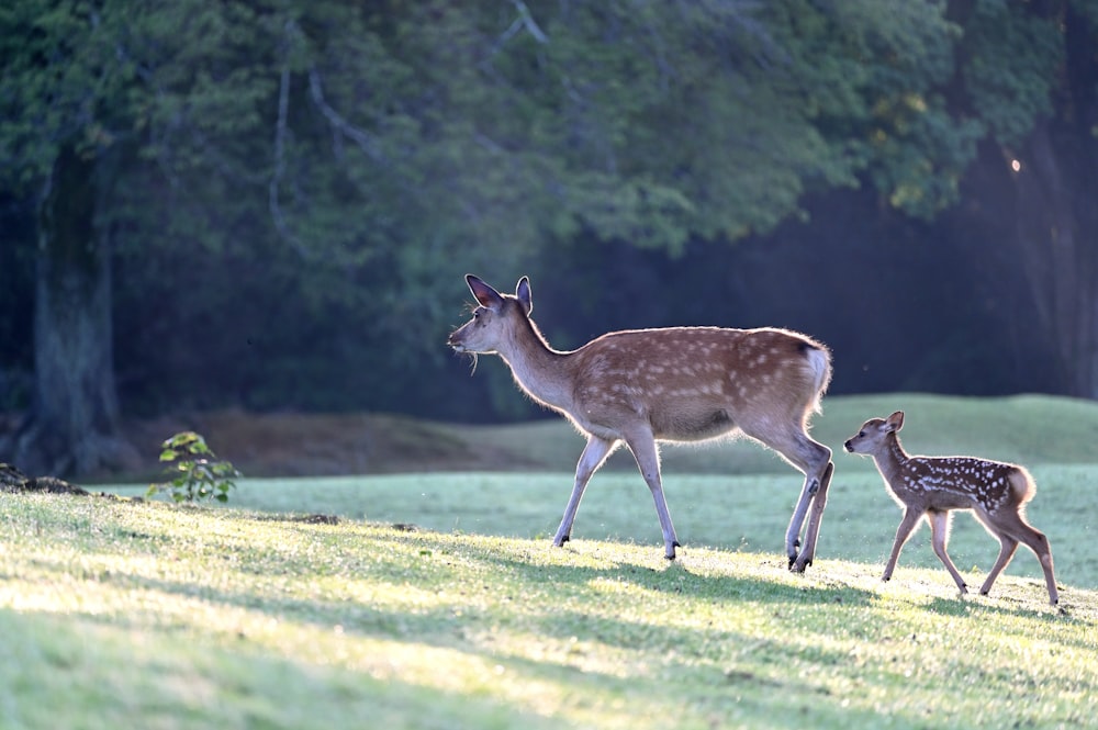 una mamma cervo e il suo bambino che camminano in un campo