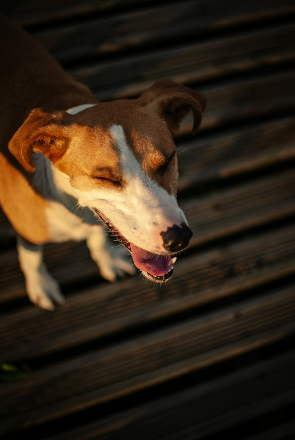 a brown and white dog standing on top of a wooden bench