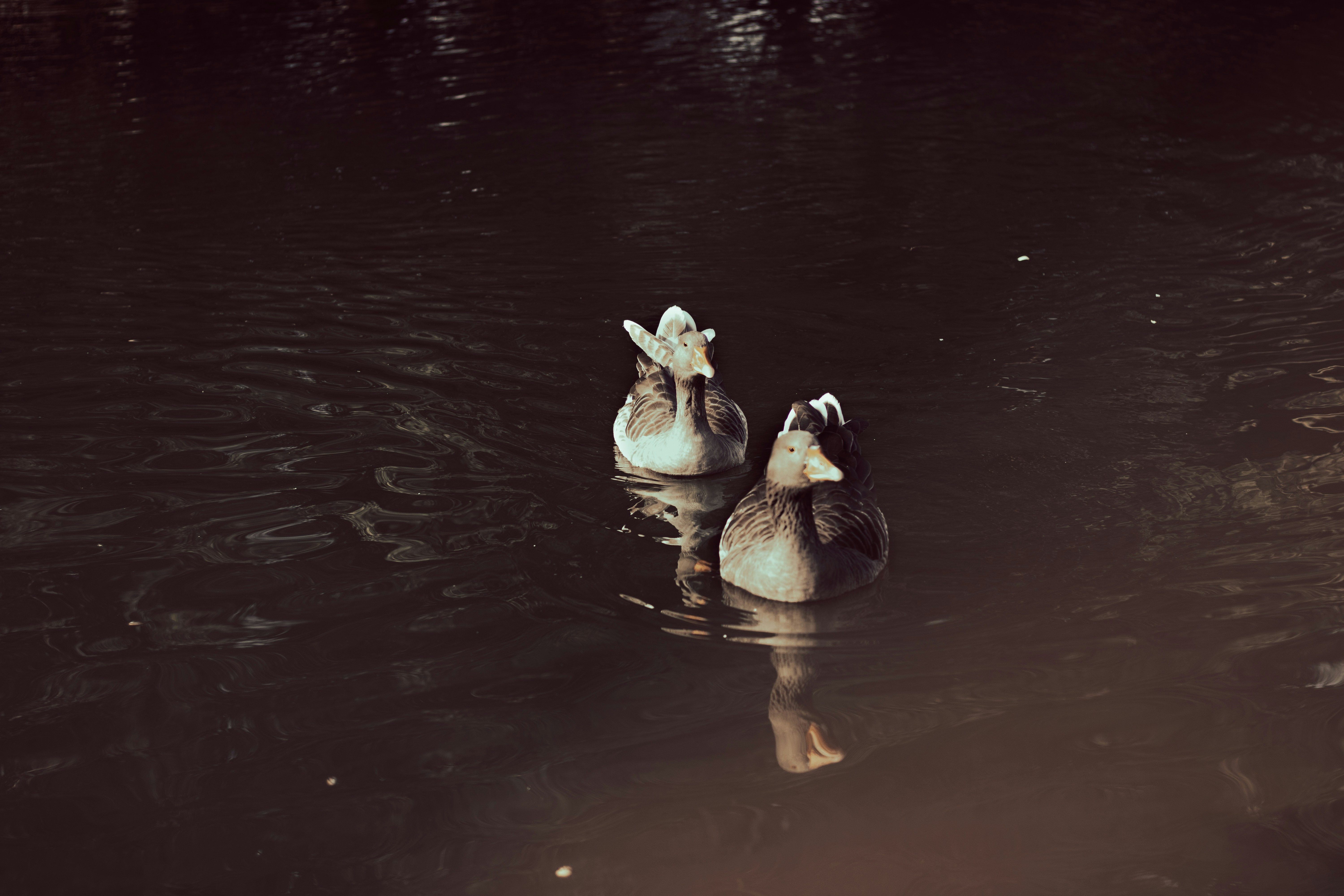 a couple of ducks floating on top of a lake