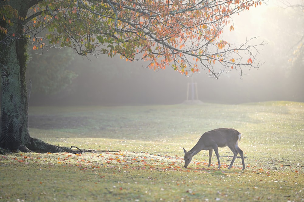a deer grazing in a field next to a tree