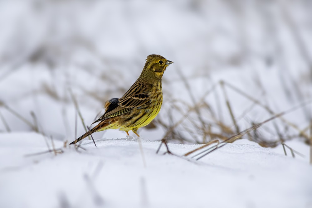 um pequeno pássaro amarelo em pé na neve