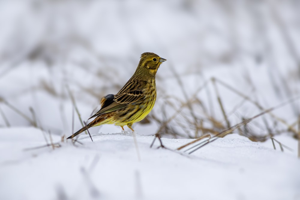 a small yellow bird standing in the snow