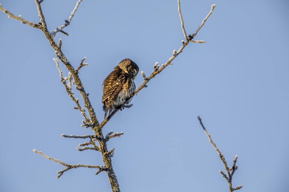 un pájaro posado en lo alto de la rama de un árbol