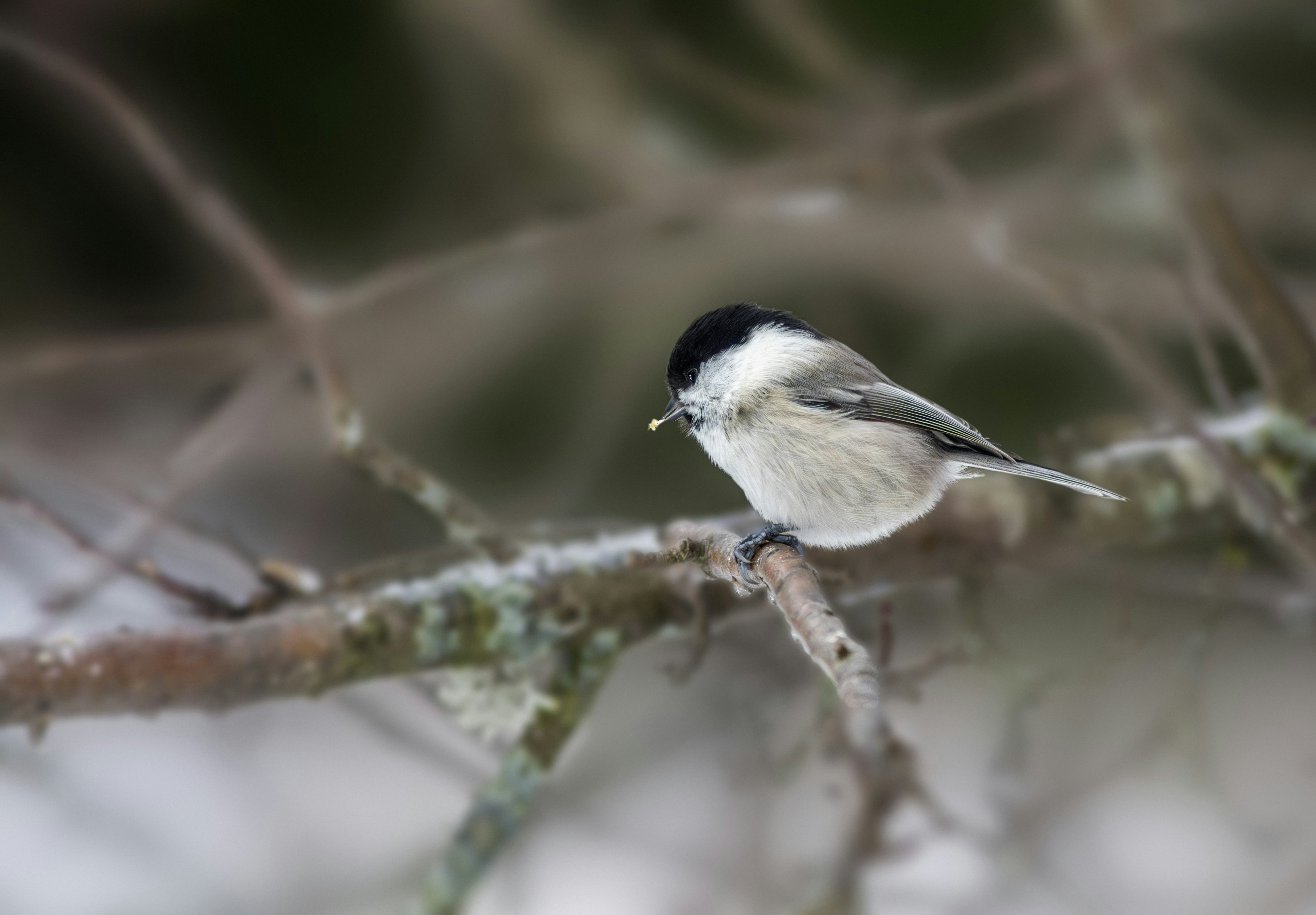 Photo by erik_karits