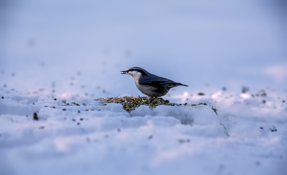 a bird sitting on top of a rock in the snow