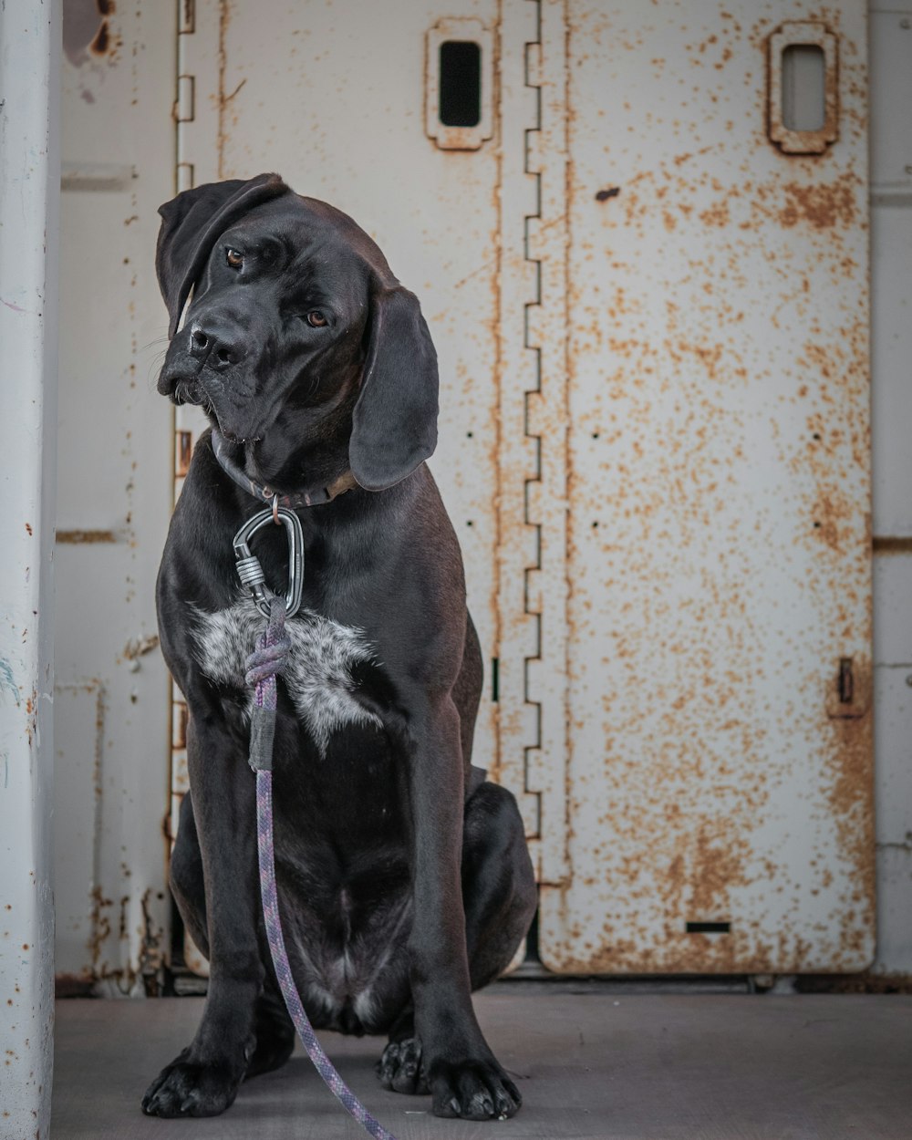 a large black dog sitting on top of a floor