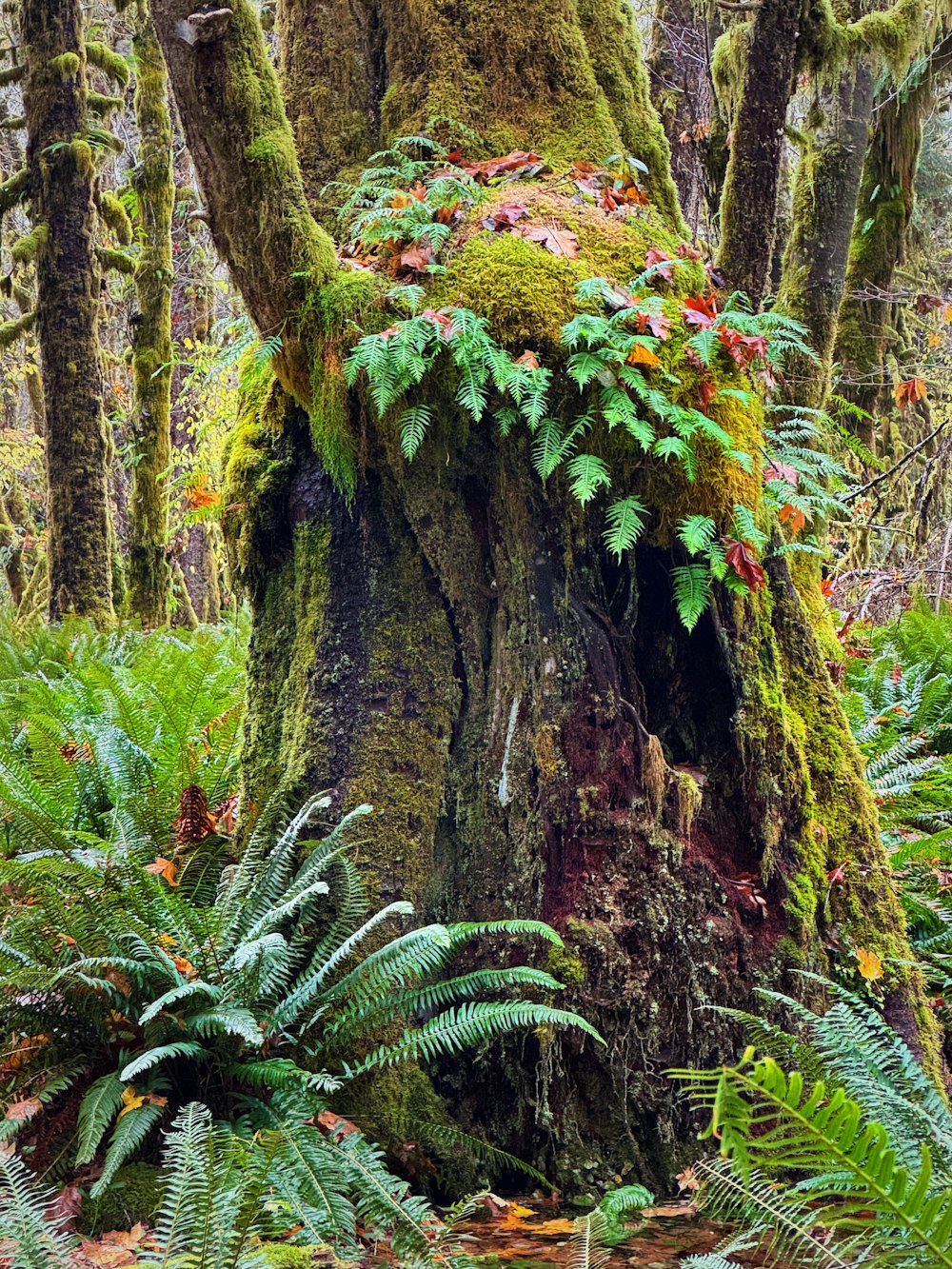 a moss covered tree stump in a forest