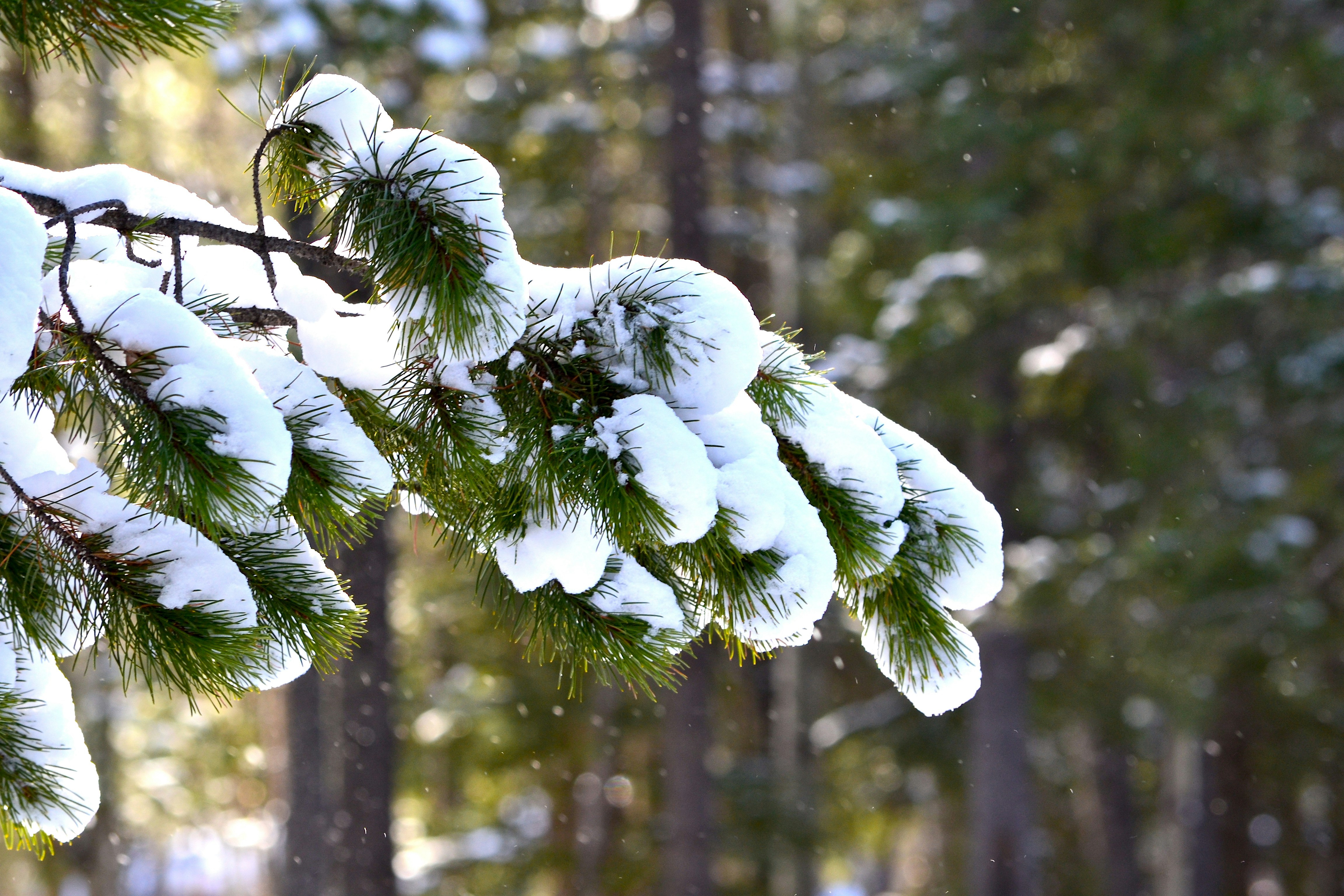 un ramo di pino coperto di neve