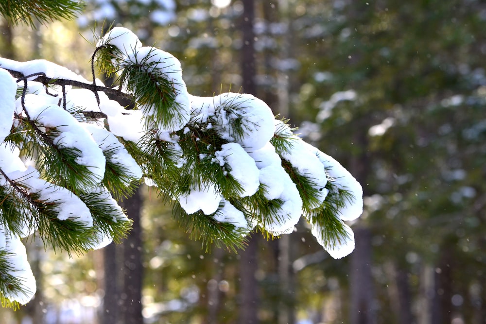 a branch of a pine covered in snow