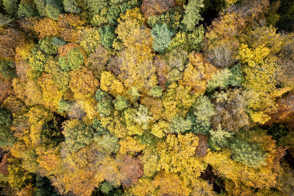 an aerial view of a forest with lots of trees