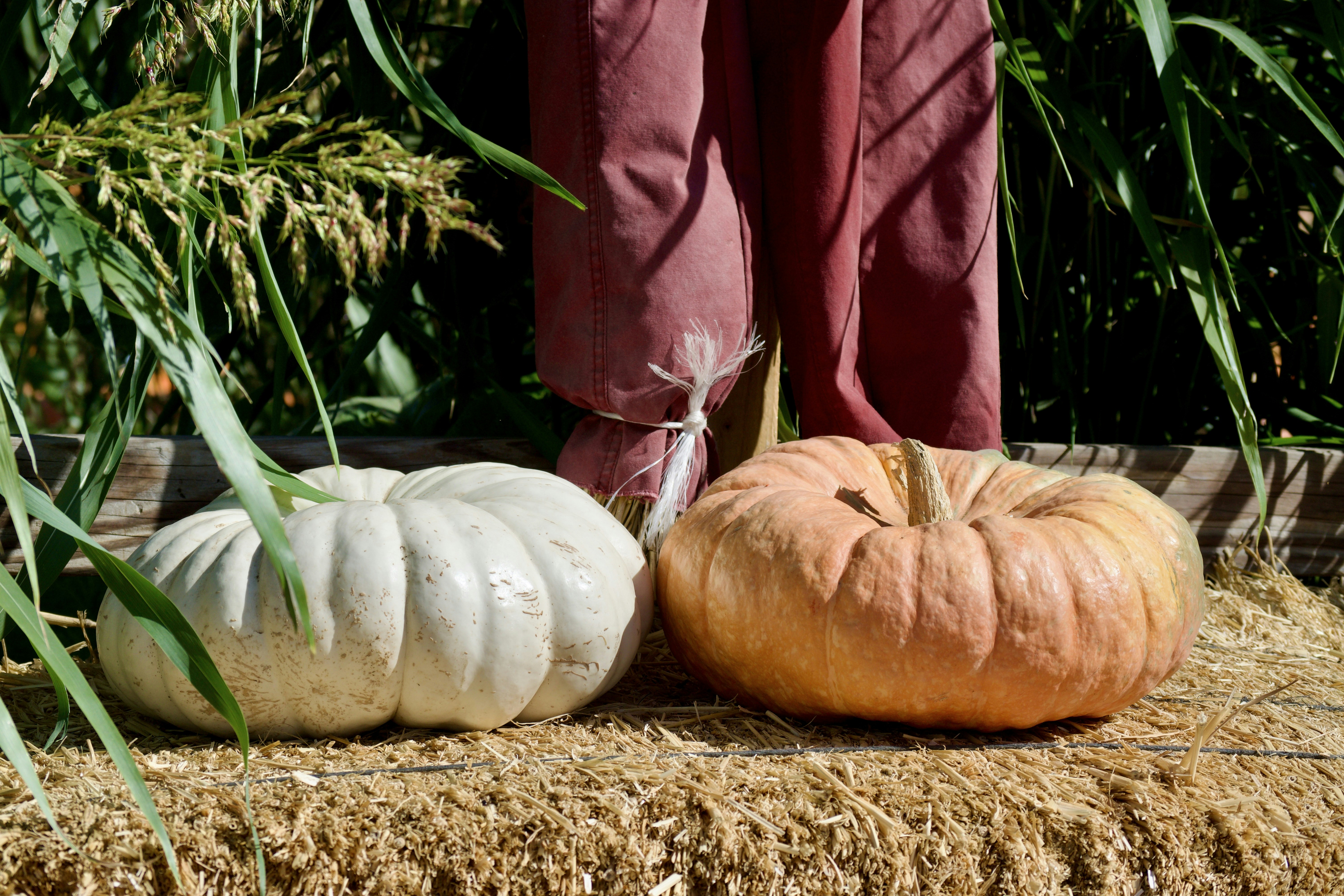a person standing next to two pumpkins on a bale of hay