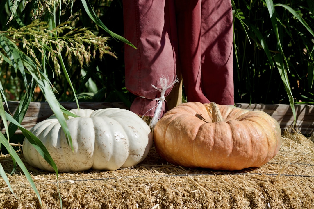 The Ultimate Guide to America's Most Scenic Pumpkin Patches This Fa… — The Ultimate Guide to America's Most