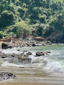 A lush, green forested area with thick vegetation borders a rocky beach. Waves gently crash over dark rocks and onto the sandy shore, creating a serene coastal landscape. The natural scenery is vibrant and untouched, offering a sense of tranquility.