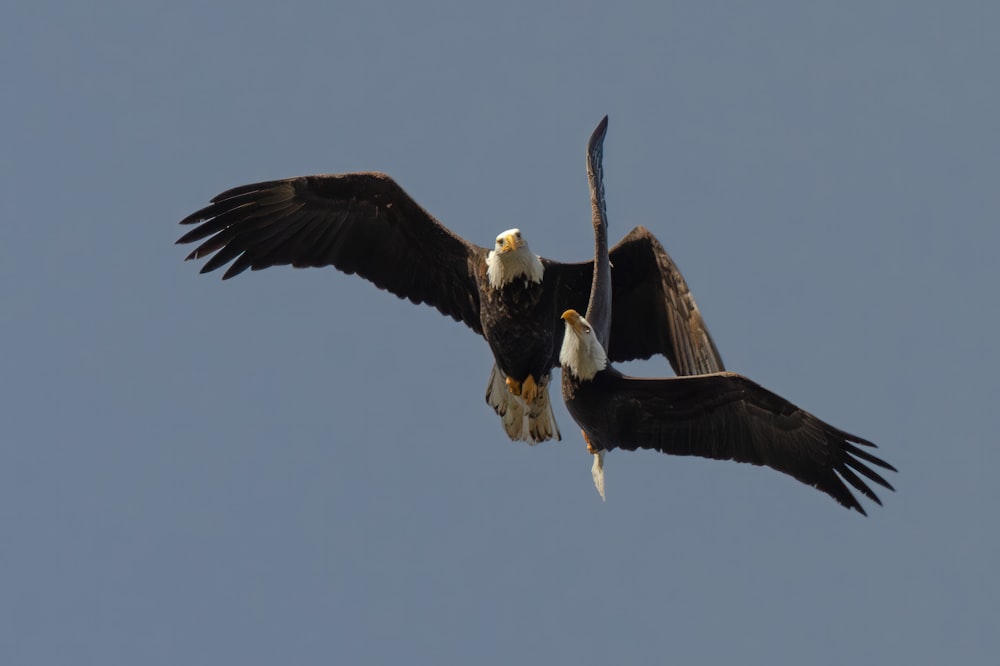 two bald eagles fighting over a fish in the sky