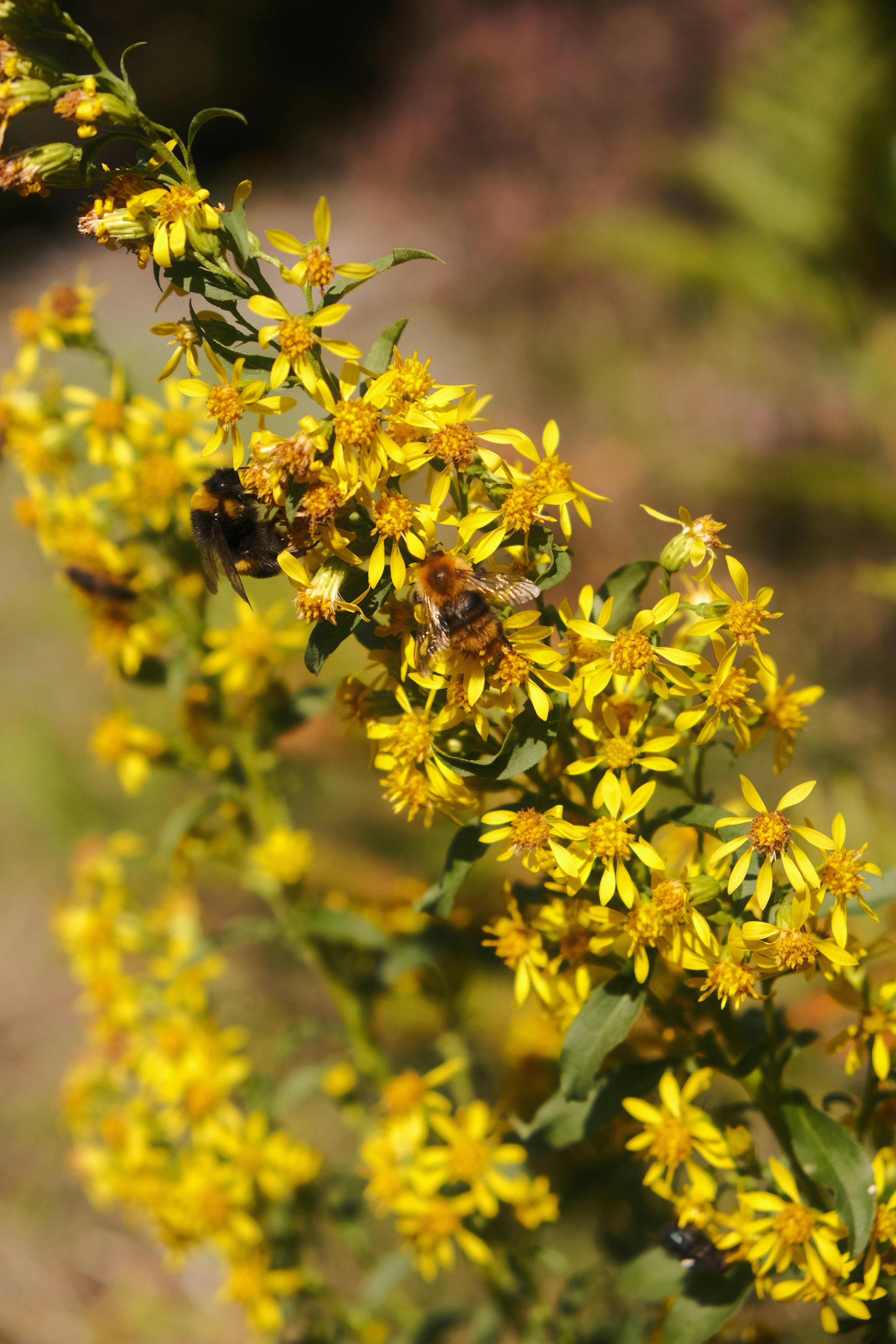 Photo by toriajeanette