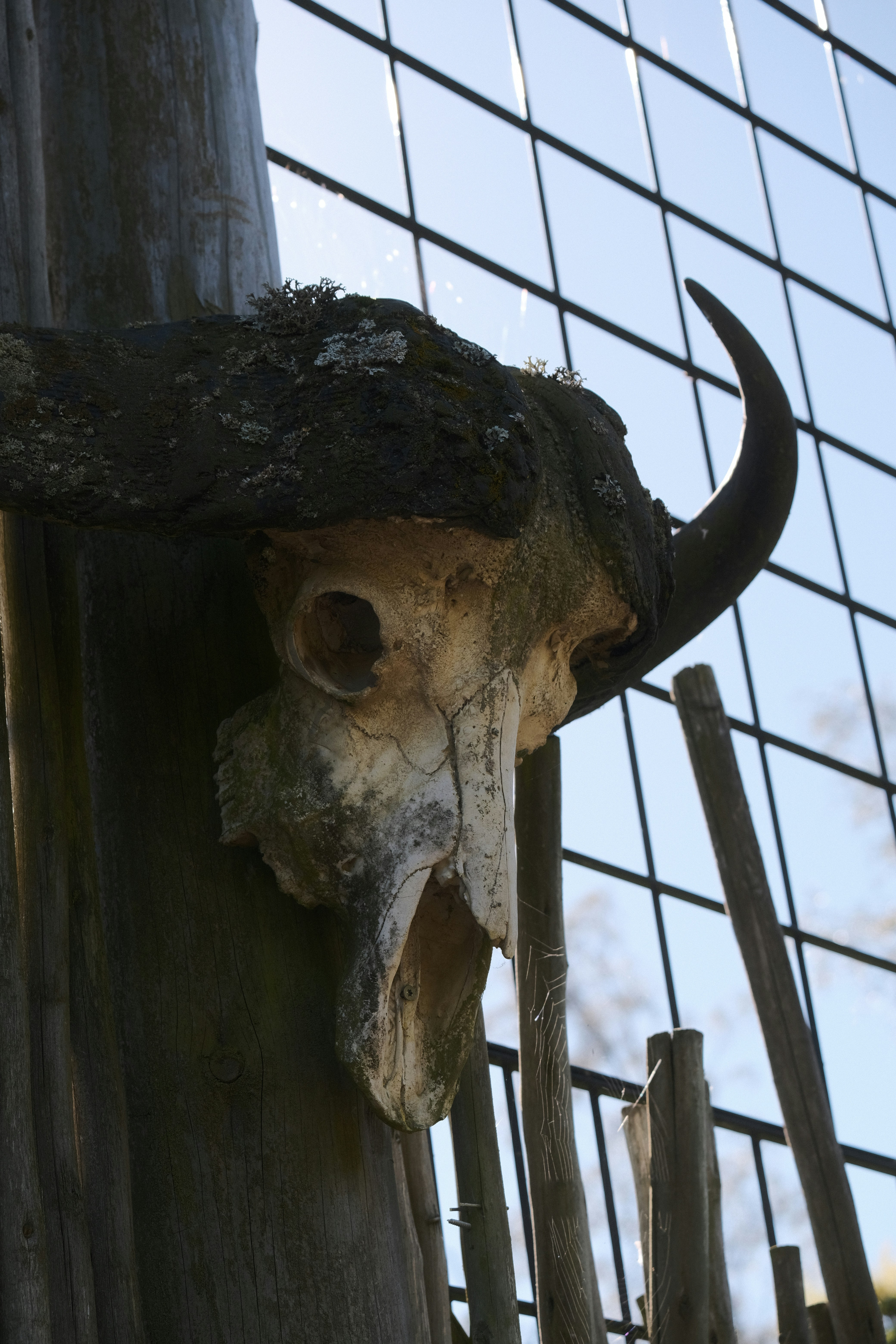 a skull mounted to the side of a wooden fence